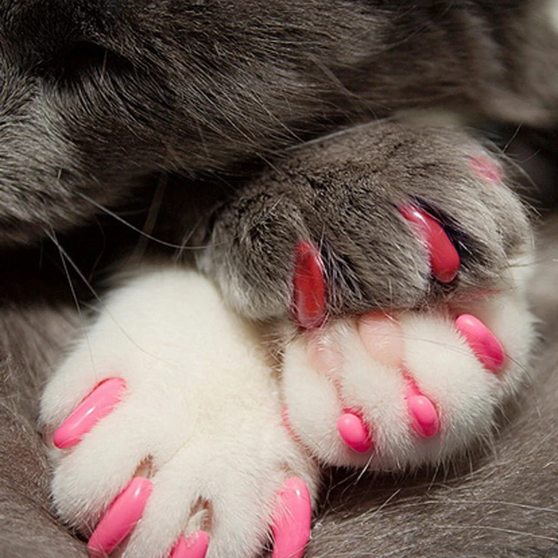 20 stücke Silikon Weiche Katze Nagel Kappen Haustiere Kätzchen Pfoten Pflege Nagel Klaue Kappe Pet Nagel Schutz Pet Nagel Abdeck