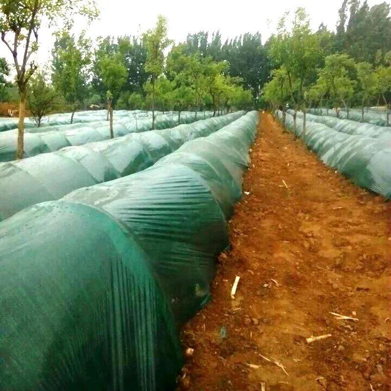1m Breite: 1M 1,2 M 2M Grün Film Gemüse Ingwer Pflanzung Mulch Film Landwirtschaft Gewächshaus Film