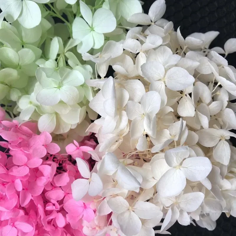 20 gr/los, lange Zeit Anhaltende Natürliche Frische Konservierte Blumen Getrocknete Hortensien Blume