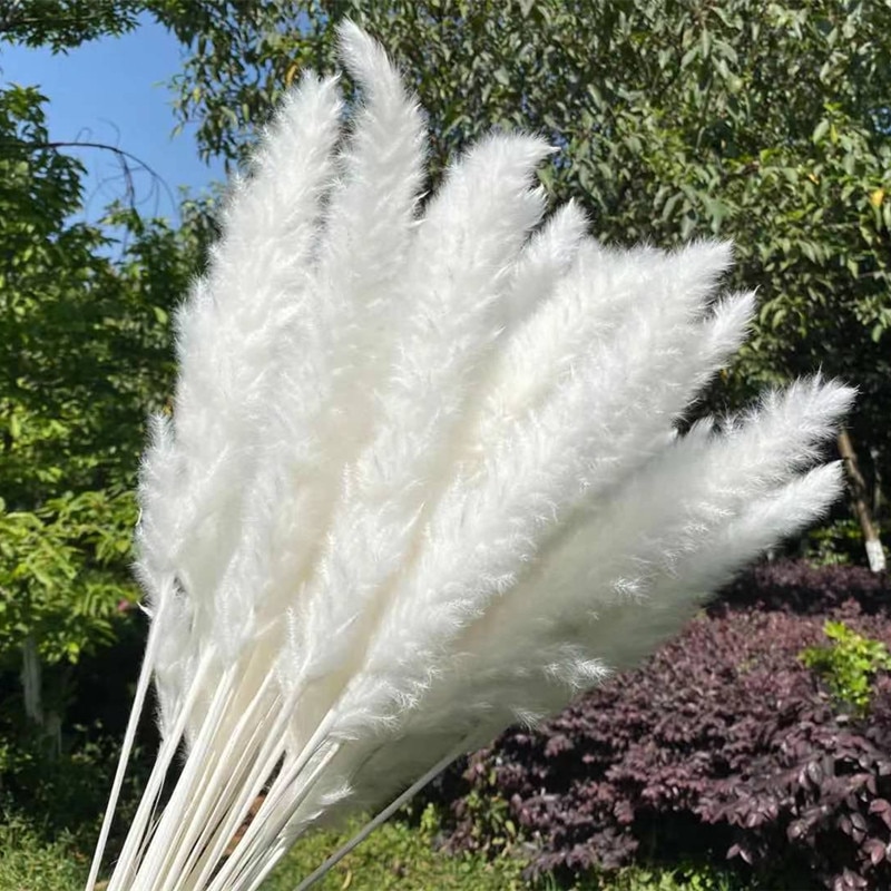 15Pcs Getrocknete Reed Blume Anordnung Natürliche Pampas Gras Für Moderne Dekoration Party Kulissen