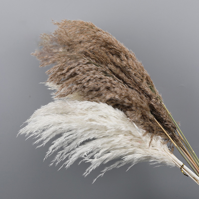 Natürliche Getrocknete Pflanzen Getrocknete Schilf Haufen Kleine Pampas Gras DIY Handwerk Hochzeit