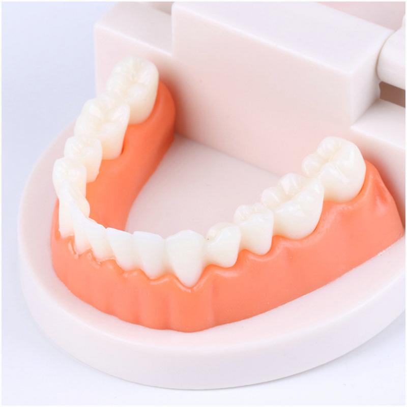 Standard Teeth Model Kids Adults Standard Demonstration Teeth Model Early Education Intelligence Brushing Tooth Teaching Aids
