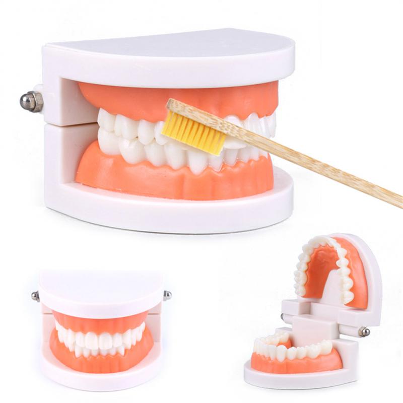 Standard Teeth ModelKids Dental Teaching Study Supplies Adults Standard Typodont Demonstration Teeth Model