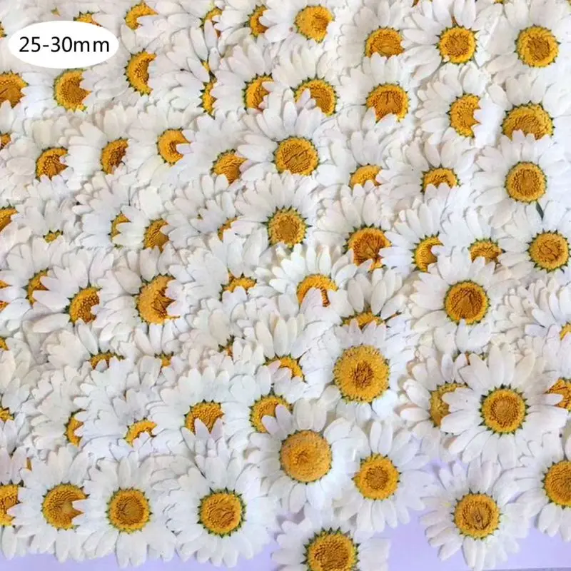 100Pcs Reale Natürliche Getrocknete Gedrückt Blumen Weiß Daisy Gedrückt Blume für Harz Schmuck Nagel