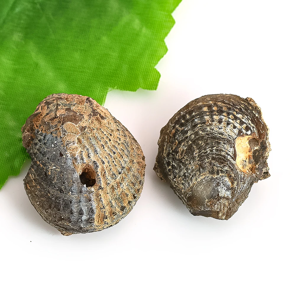 Natürliche Muschel fossile Haupt kollektion Handwerk Stein Display Ornamente Vintage Muschel Büro