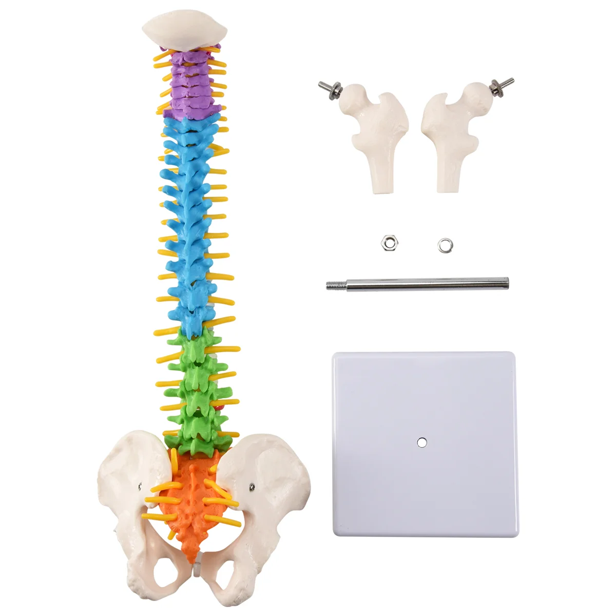 45cm mit Becken menschliche anatomische Anatomie Wirbelsäule Wirbelsäule Modell Lehr ressourcen für