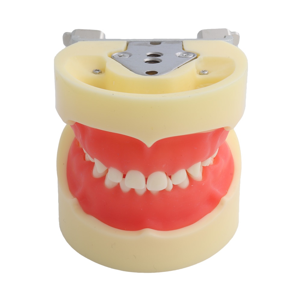 Dental Model Dental Teaching Model Teeth Model Standard Model For Children With 24pcs Screw-in Teeths Demonstration Soft Gum