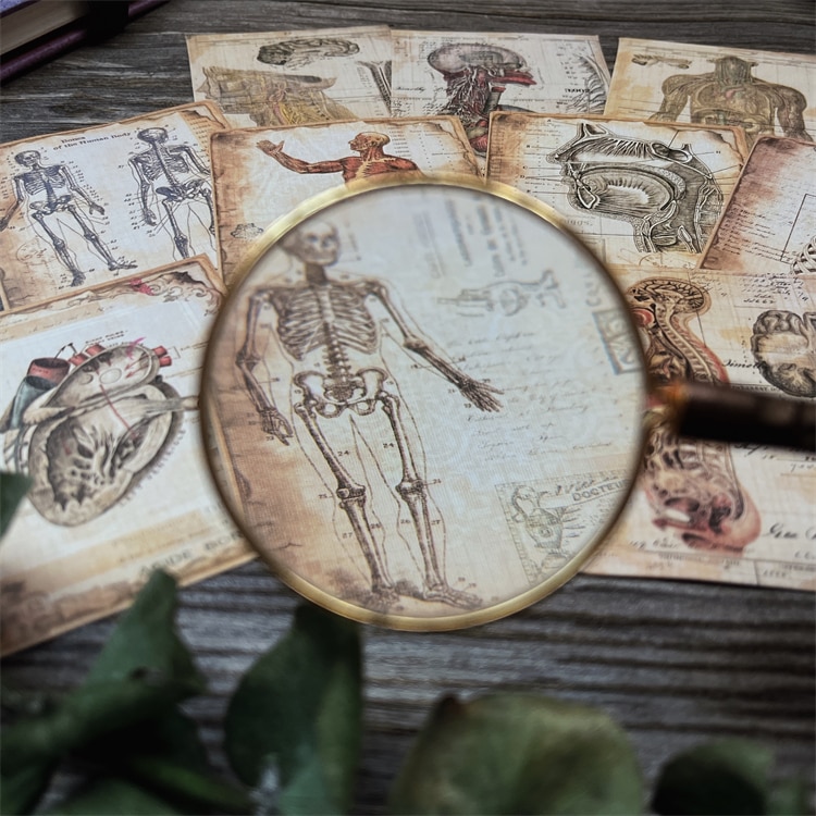 Vintage Human anatomy Stickers Material Junk Journal Decorative Stationery Sticker DIY Planner Diary Scrapbooking album Stickers