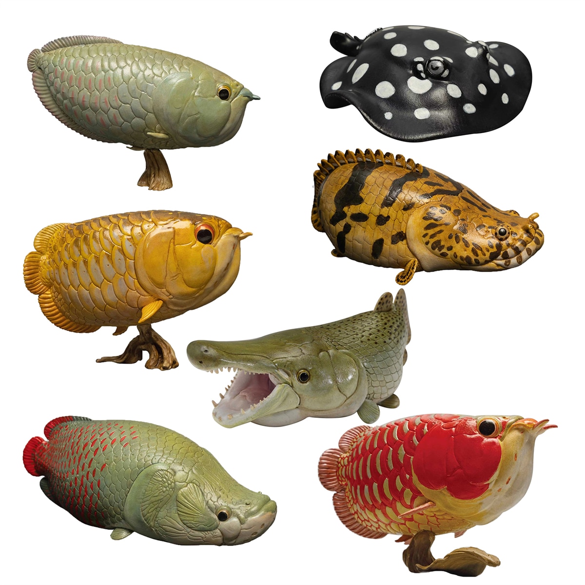 Animal Planet Ocean Animal Figure Box Scleropagesformosus Arapaima Gigas Saddled Bichir Silver Arowana Model Ornament Gift Toys