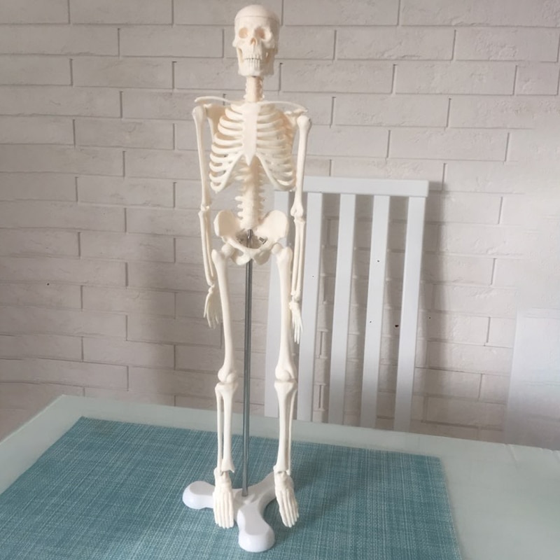 45CM Human Anatomical Anatomy Skeleton Model Poster Learn Aid Anatomy Human Skeletal Model