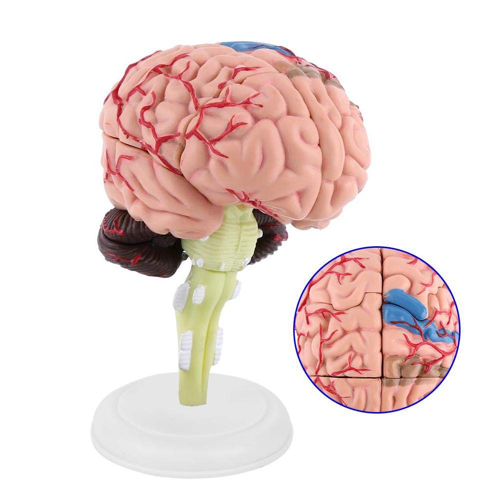 4D Brain Model Brain Model Structural Anatomy Teaching Learning Tool NK-Shopping