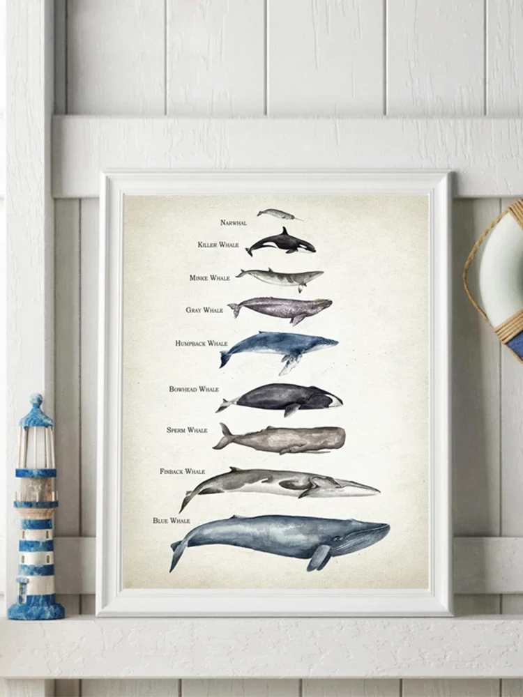 Whales Size Comparison Chart Print Whale Watercolor Painting Child Educational Poster Nursery Wall
