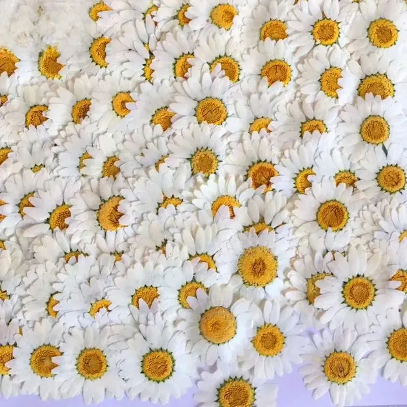 100Pcs Real Natural  White Daisy Pressed Flower for Resin Jewelry Nail Stickers Makeup Art Crafts